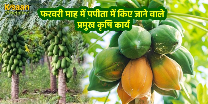 फरवरी माह में पपीता में किए जाने वाले प्रमुख कृषि कार्य